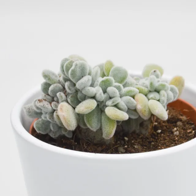 pasiora-echeveria-pulvinata-frosty-f-cristata-9cm image 1