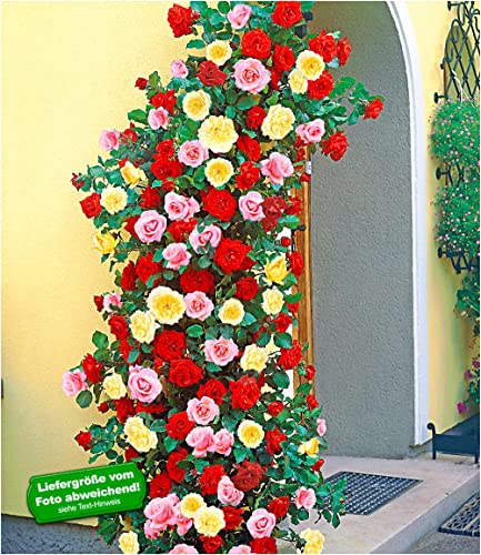 baldur-garten-kletterrosen-trio-rot-rosa-gelb-3x-im-11x11-cm-topf image 4