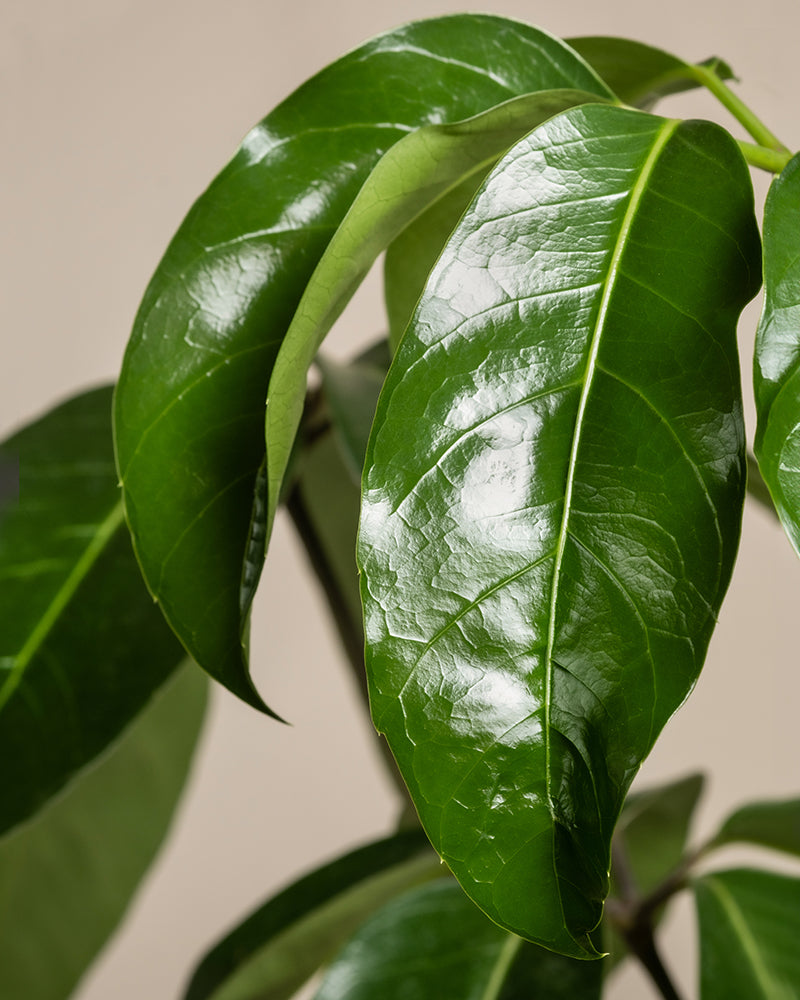 feey-schefflera-amate-strahlenaralie-gro-e-zimmerpflanze image 8