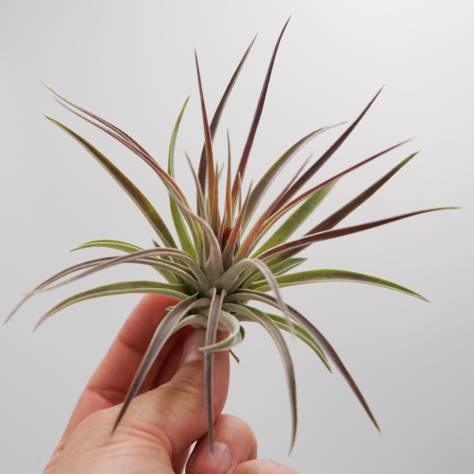 pasiora-tillandsia-kammii-luftpflanze-bromelie image 4