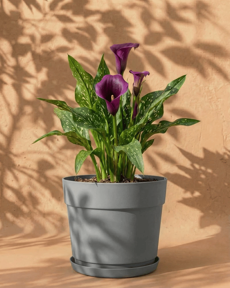 feey-calla-violett-zantedeschia-rhizome-au-enpflanze-bis-1-m image 7