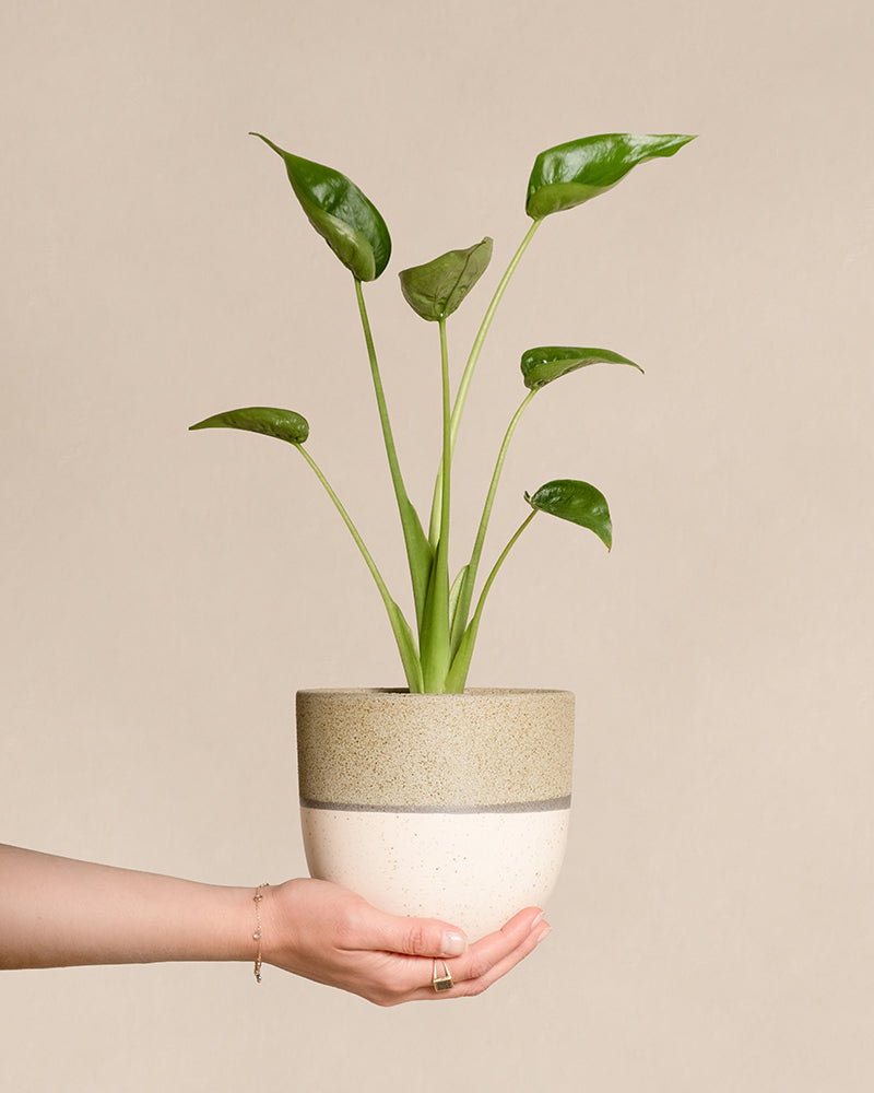 feey-alocasia-tiny-dancer-pfeilblatt-zimmerpflanze image 1