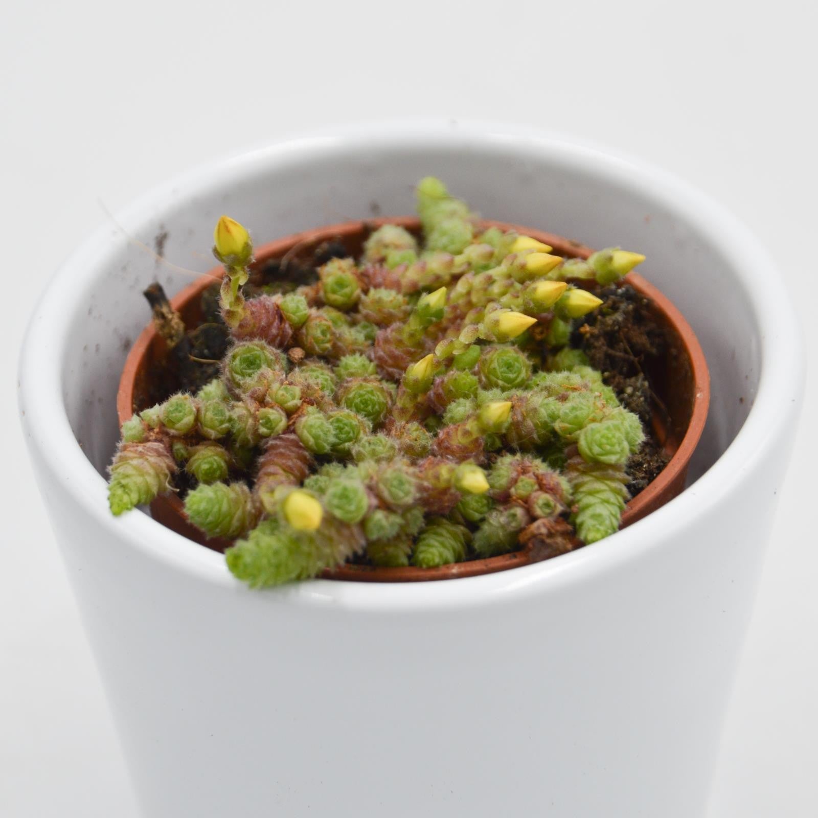 pasiora-monanthes-muralis-mini-sukkulente-5-5cm-topf image 2
