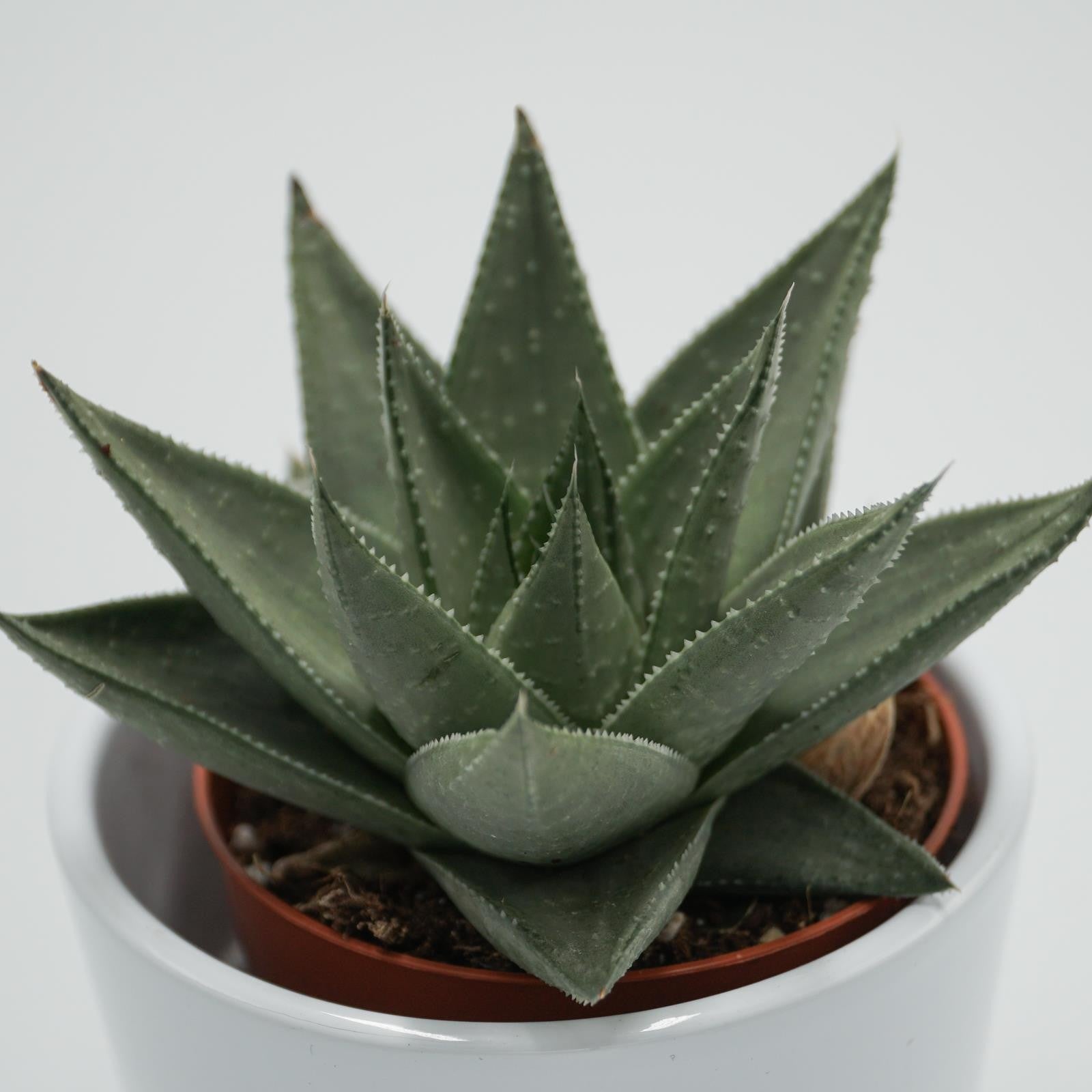 pasiora-haworthia-savanna-sukkulente-im-8-5cm-topf image 3