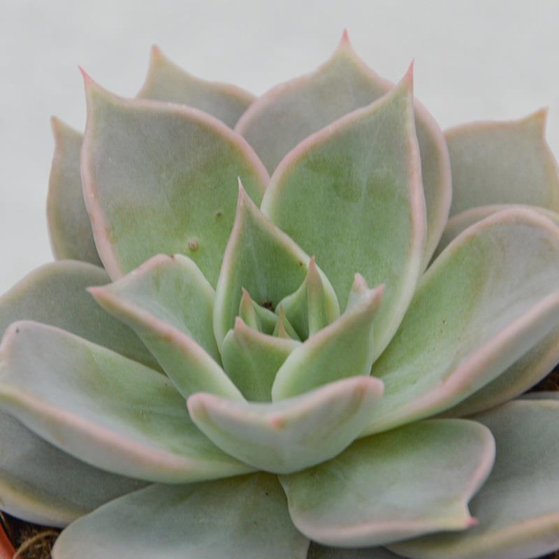 pasiora-echeveria-madiba-sukkulente-8-5-cm image 1