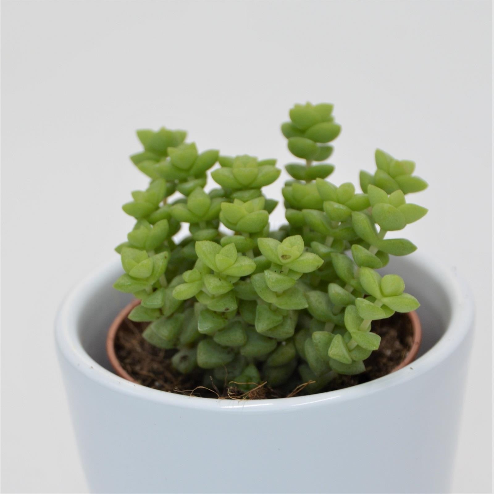 pasiora-crassula-tom-thumb-sukkulente-5-5cm image 1