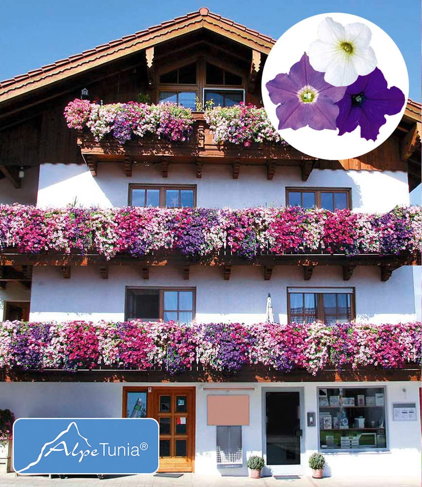 baldur-garten-h-nge-petunien-alpetunia-kollektion-9-pflanzen image 2