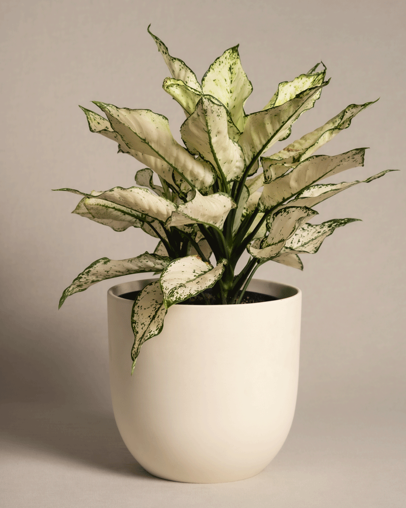 feey-grosse-aglaonema-kiwi-kolbenfaden-zimmerpflanze image 6