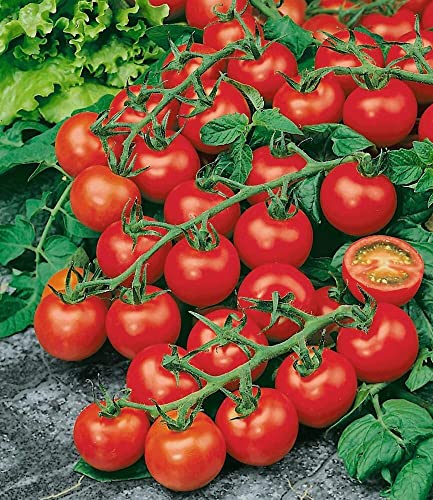 baldur-garten-strauch-tomate-sparta-f1-veredelt-2-pflanzen image 5