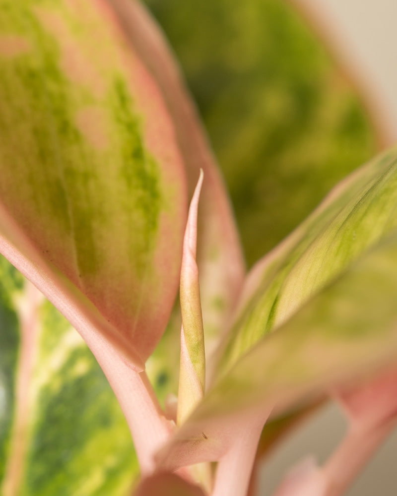 feey-aglaonema-salmon-fantasy-zimmerpflanze-kleine-pflanze-mit-farbigen-bl-ttern image 2