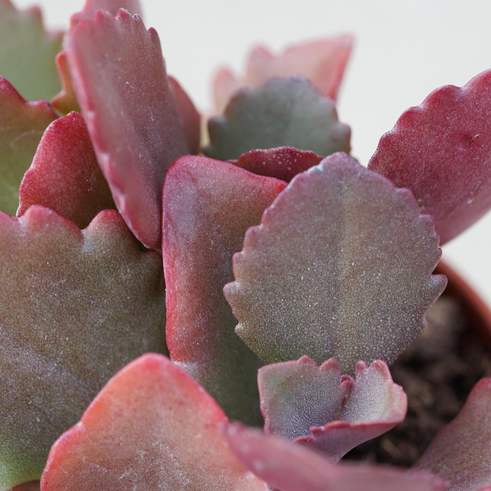 pasiora-kalanchoe-rubinea-sukkulente-im-5-5cm-topf image 3