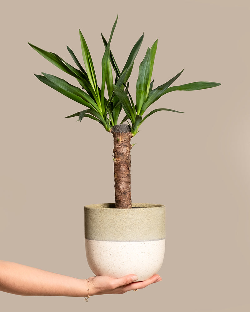 feey-kleine-yucca-yucca-elephantipes-zimmerpflanze image 1