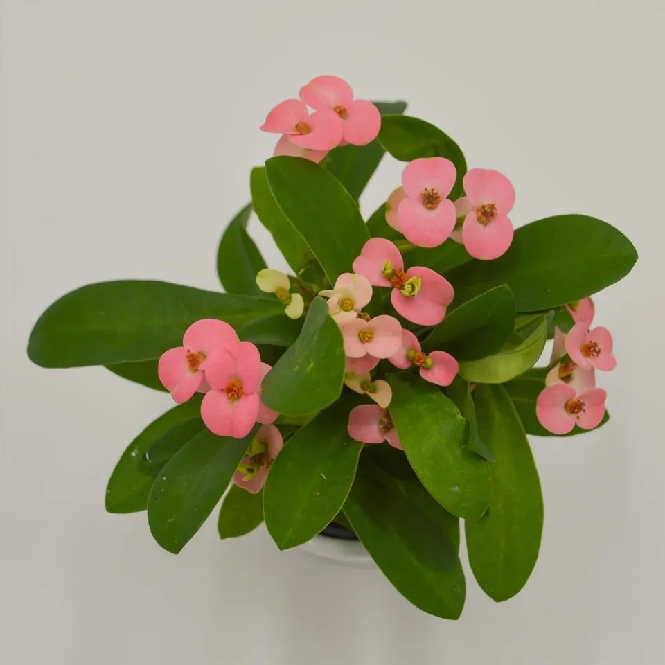 pasiora-euphorbia-milii-rhea-rosa-sukkulente-6cm-topf image 1