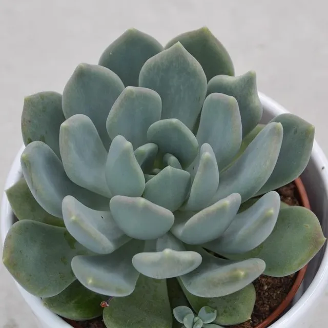 pasiora-x-pachyveria-corvus-hybride-10-5cm-topf image 1