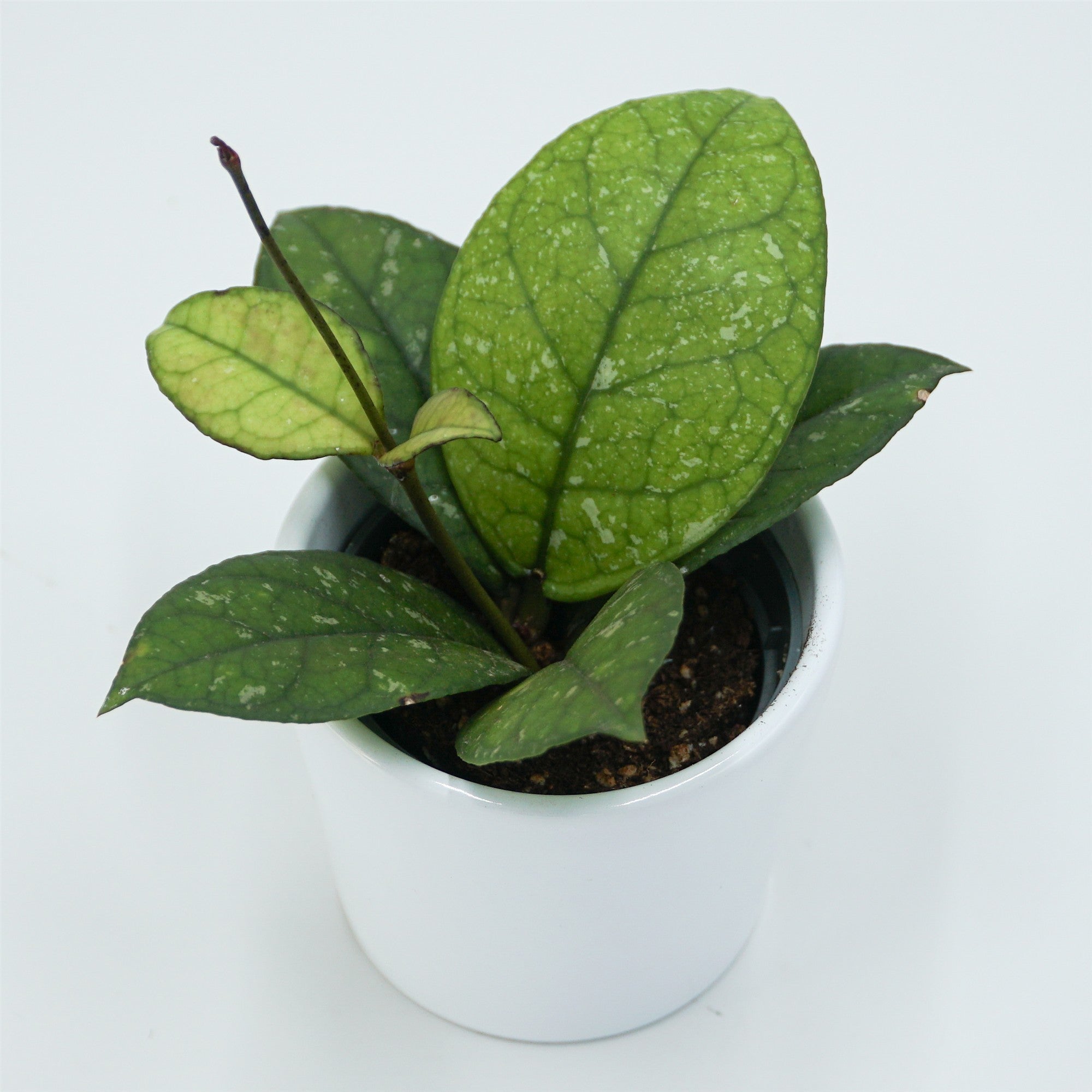 pasiora-hoya-sp-sabah-porzellanblume-6cm-topf image 7