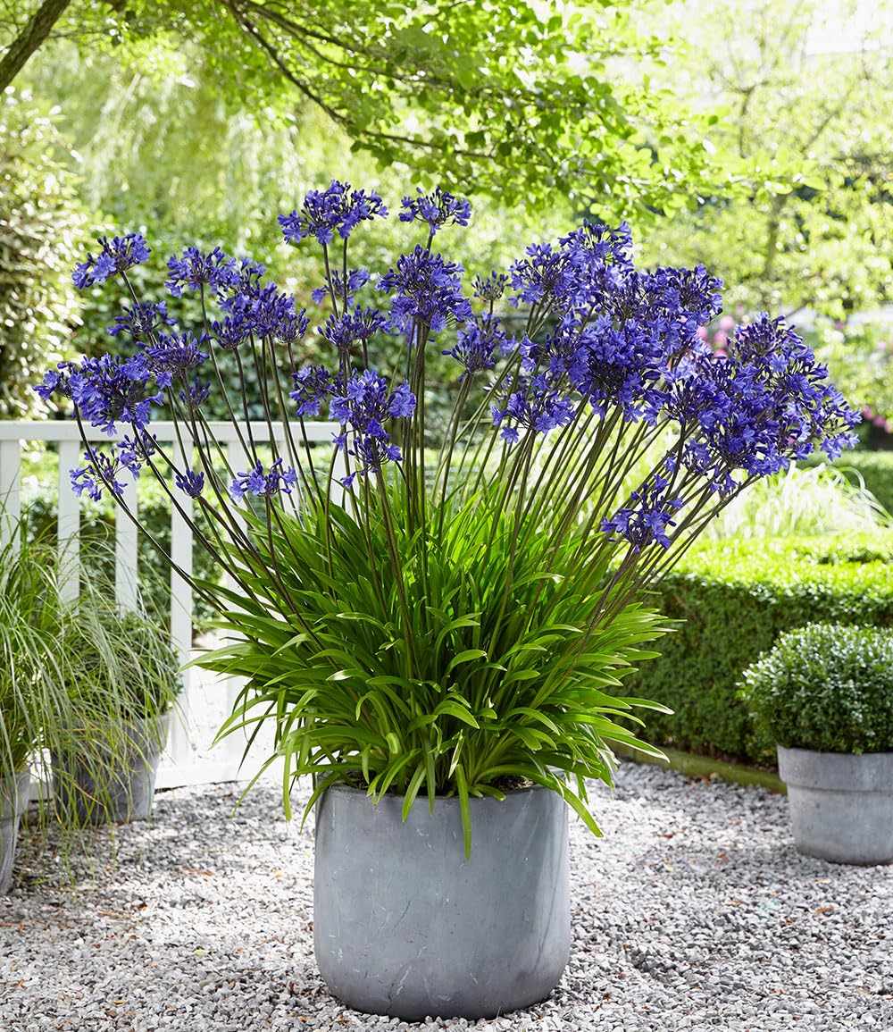 baldur-garten-agapanthus-blue-4-knollen-gr-e-i image 1