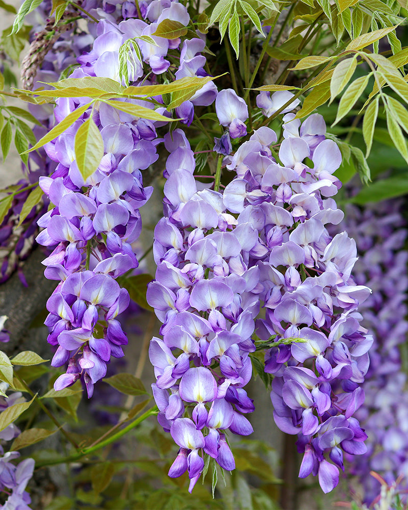 feey-glyzinie-wisteria-floribunda-caroline-kletterpflanze image 6