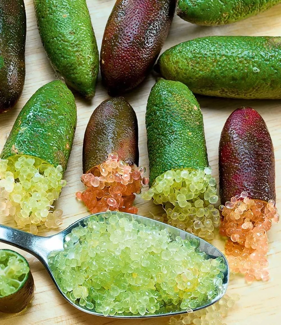 baldur-garten-kaviar-limette-exotische-zitruspflanze-im-12-cm-topf image 1