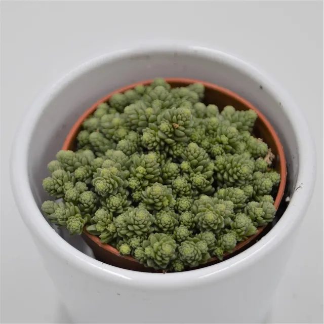 pasiora-monanthes-muralis-mini-sukkulente-5-5cm-topf image 1