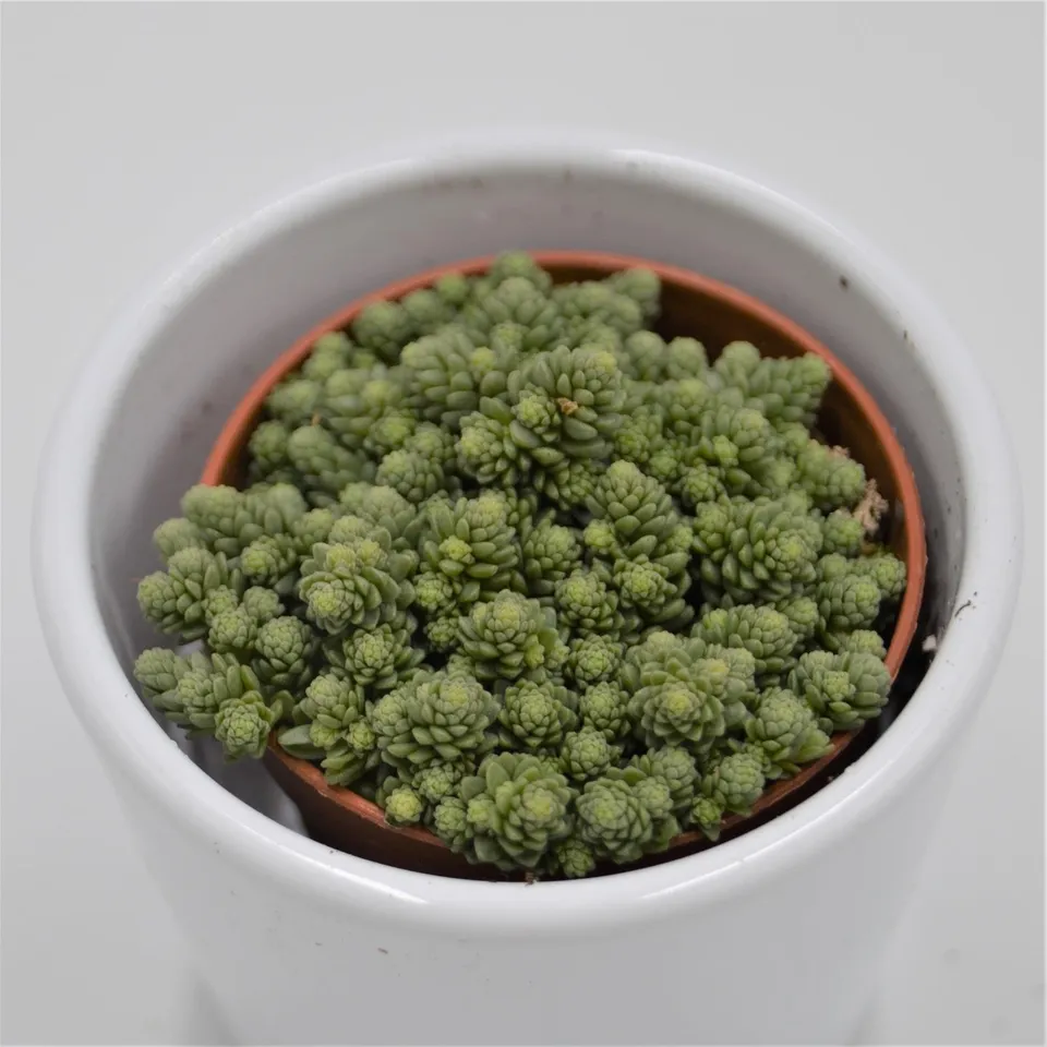pasiora-monanthes-muralis-mini-sukkulente-5-5cm-topf image 1