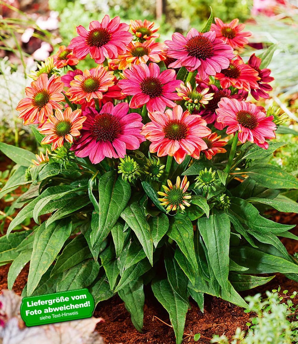 baldur-garten-echinacea-evolution-staude-im-9x9-cm-topf image 2