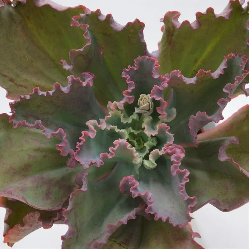 pasiora-echeveria-giant-blue-12cm image 1