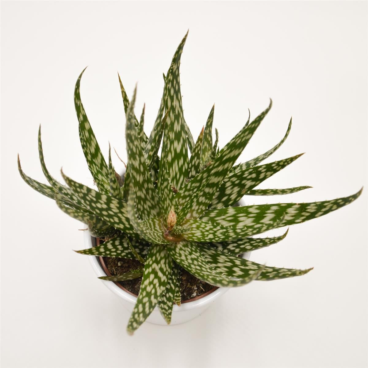 pasiora-aloe-jaco-sukkulente-10-5-cm-topf image 2