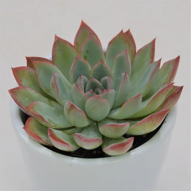 pasiora-echeveria-apus-sukkulente-6cm image 1