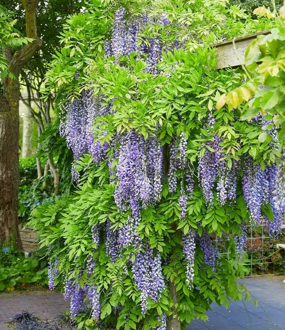 baldur-garten-blauregen-blue-moon-wisteria-2-liter-topf-60-80-cm image 1