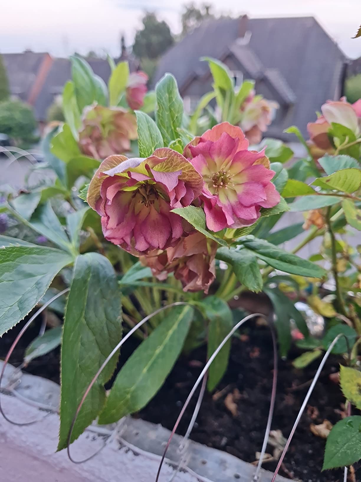 Blühen schon im Topf