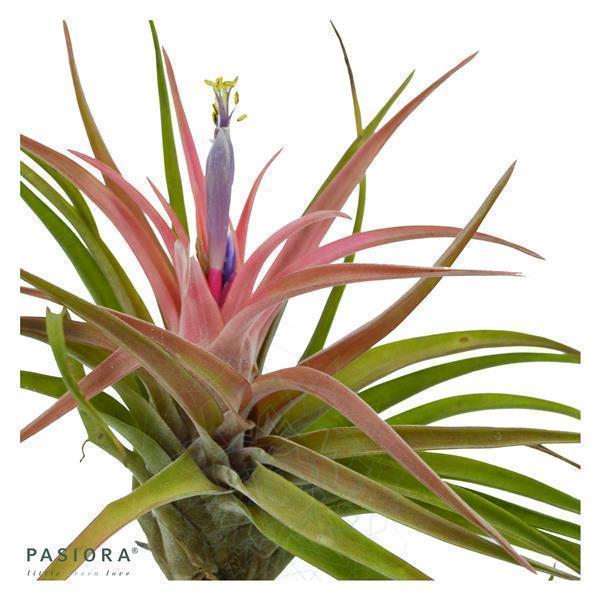 pasiora-tschakka-tillandsia-set-3-st-ck-kleine-tillandsien image 4