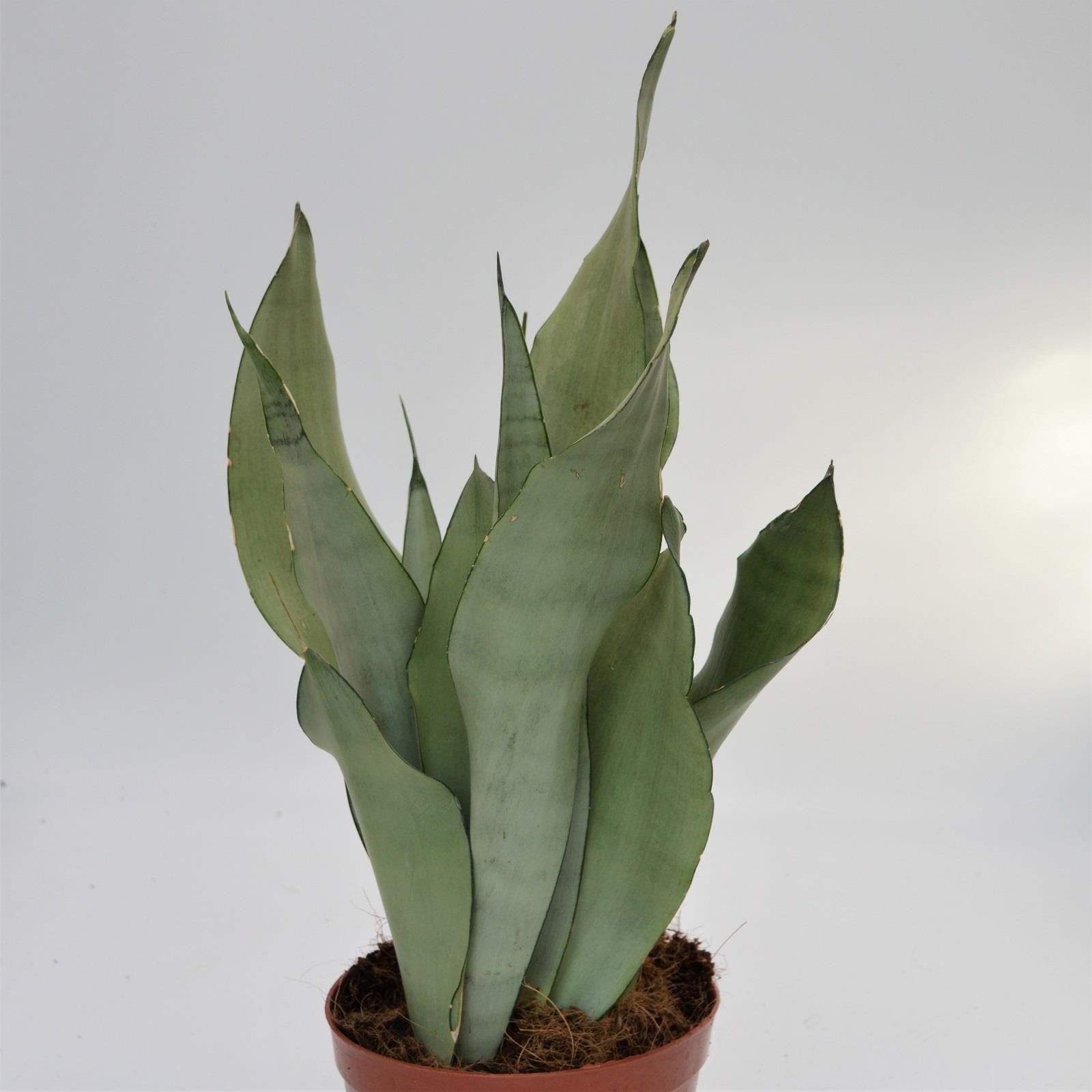 pasiora-sansevieria-moonshine-bogenhanf-14-cm-topf image 1