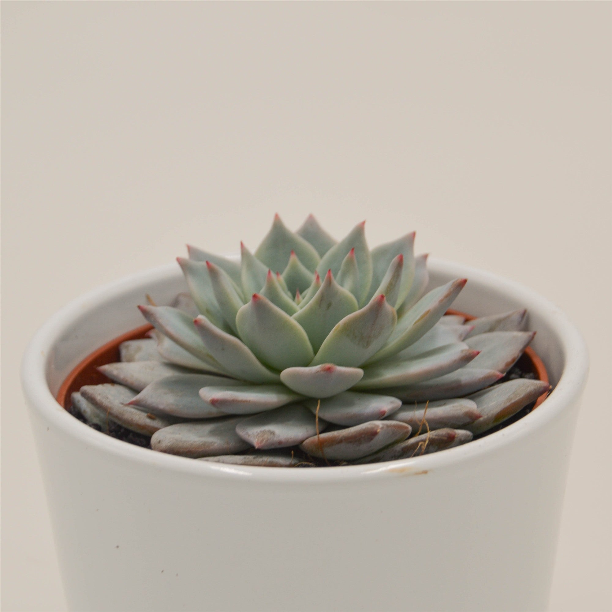 pasiora-echeveria-blue-bird-rosetten-sukkulente-10-5-cm-topf image 2