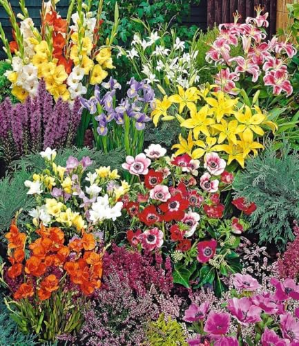 baldur-garten-sommerbl-her-spar-paket-100-blumenzwiebeln-mix image 3