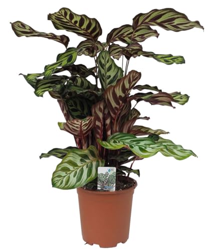 baldur-garten-korbmarante-calathea-makoyana-19-cm-topf image 4
