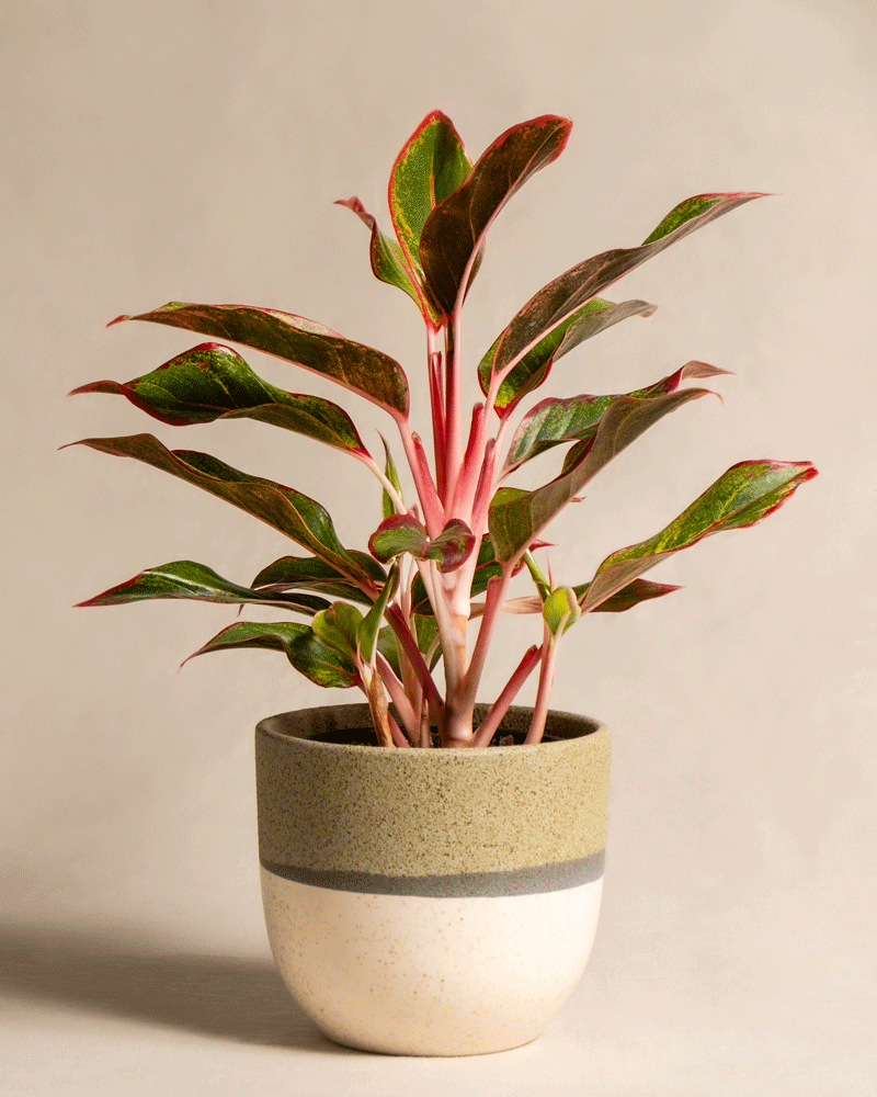 feey-aglaonema-jungle-red-kolbenfaden-mit-roten-bl-ttern-klein image 4