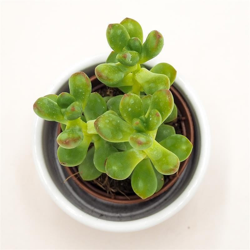 pasiora-sedum-lucidum-sukkulente-5-5cm image 1