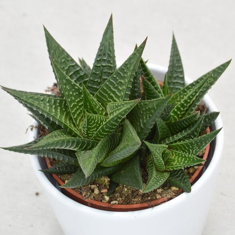 pasiora-haworthia-limifolia-10-5-cm-topf image 2