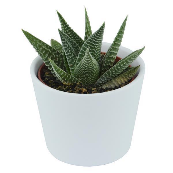 pasiora-haworthia-5er-sukkulenten-mix-ohne-bertopf image 7