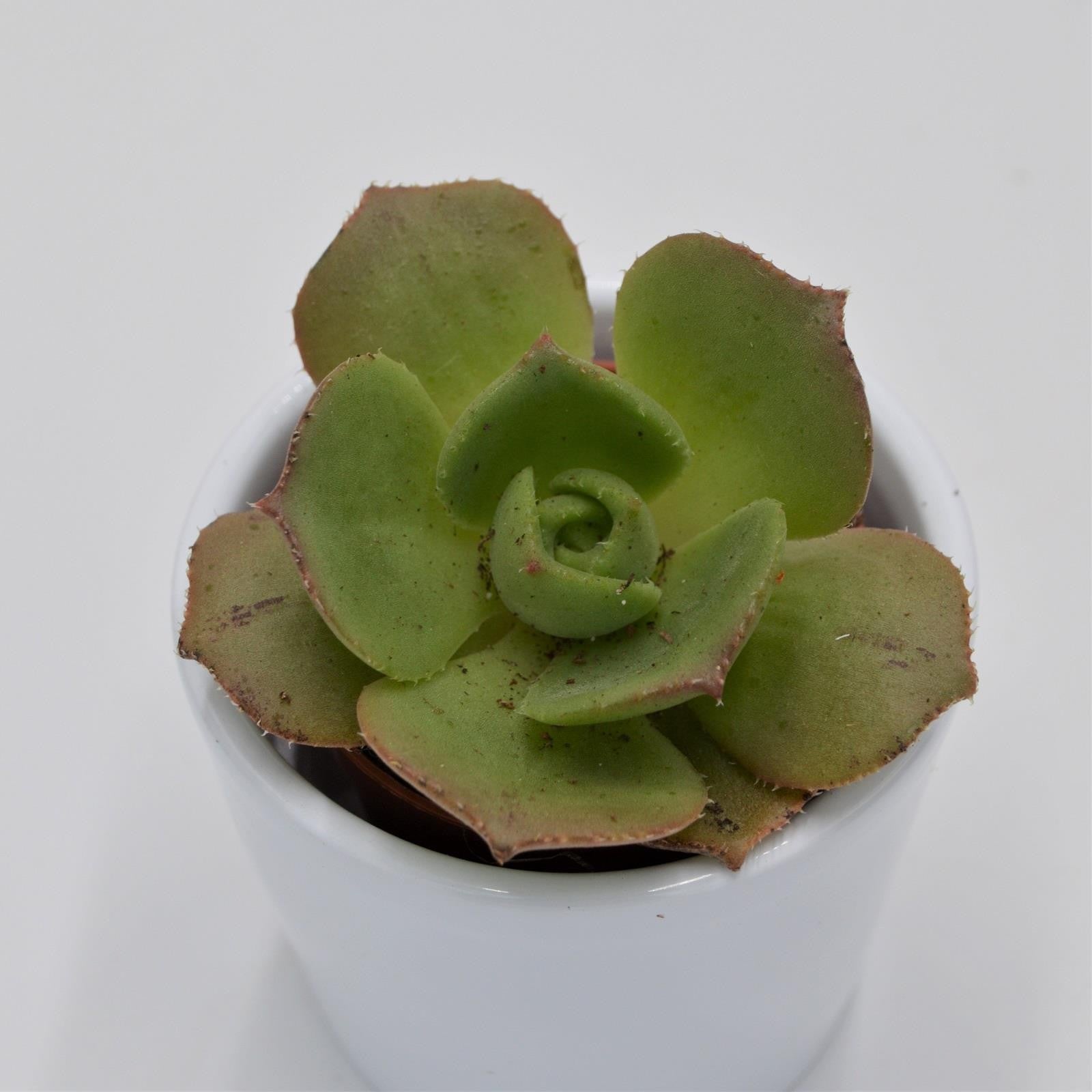 pasiora-aeonium-leucoblepharum-rosetten-sukkulente-5-5cm-topf image 1