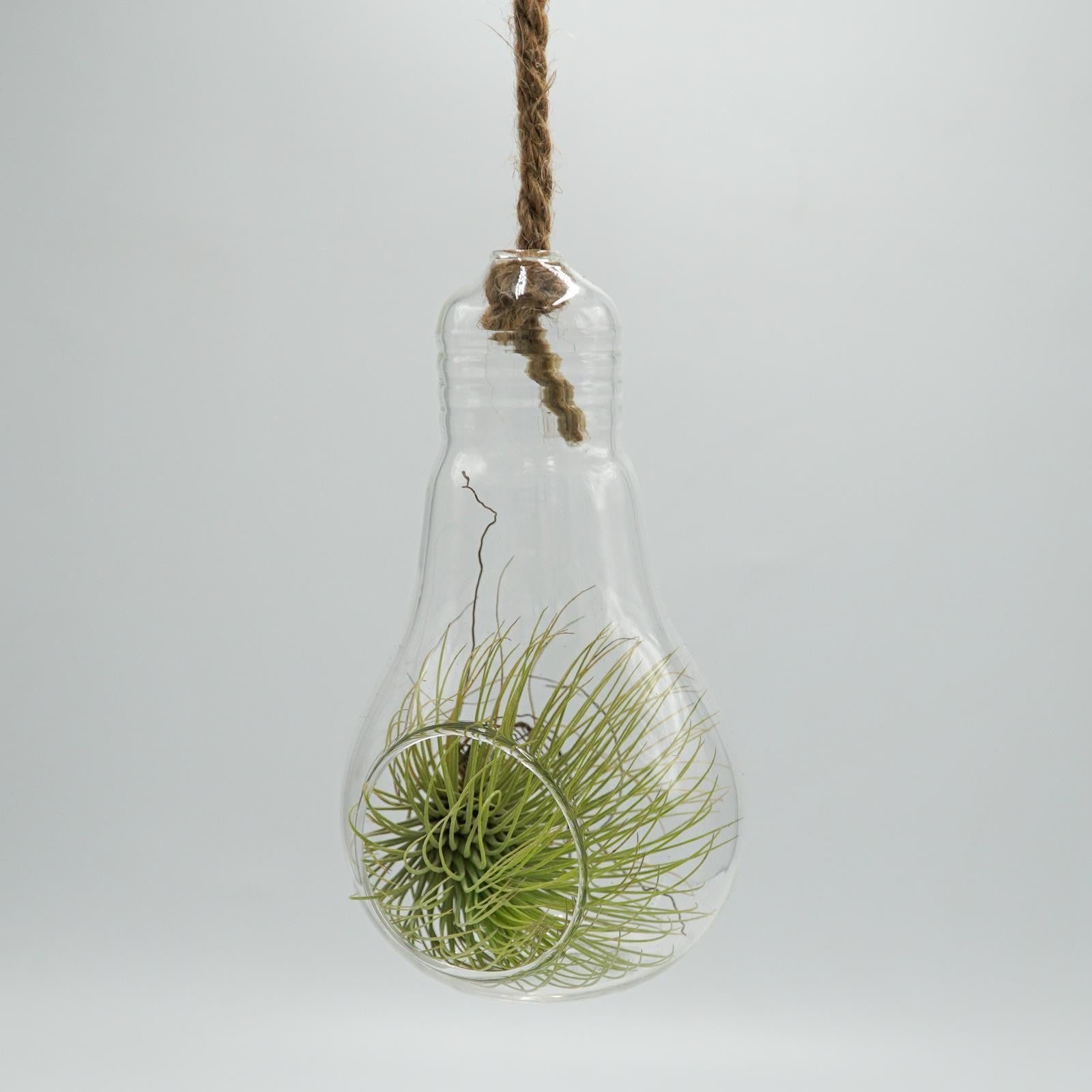 pasiora-birne-glasterrarium-f-r-tillandsien-sukkulenten image 3
