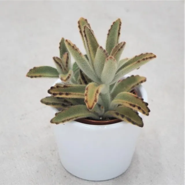 pasiora-kalanchoe-tomentosa-golden-girl-sukkulente-6cm-topf image 1