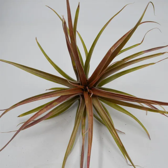 pasiora-tillandsia-brachycaulos-var-multiflora-xl-luftnelke image 1