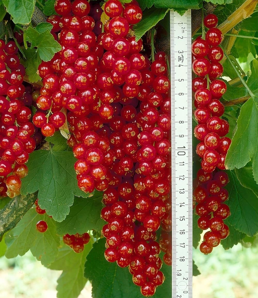 baldur-garten-johannisbeere-rote-rovada-pflanze-im-2-liter-topf image 2