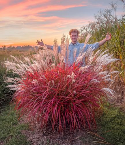 baldur-garten-miscanthus-lady-in-red-ziergras-mehrj-hrig image 3