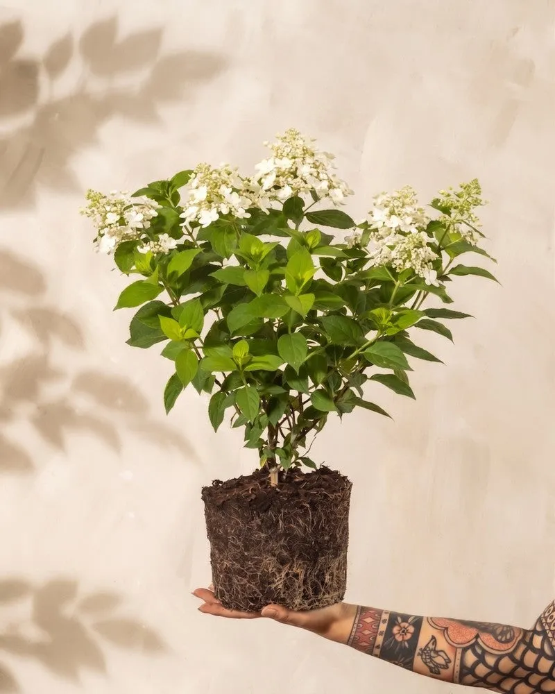 feey-hydrangea-paniculata-wei-e-rispenhortensie-1-2-m image 1