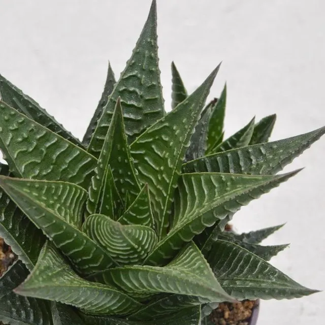 pasiora-haworthia-limifolia-sukkulente-8-5cm-topf image 1