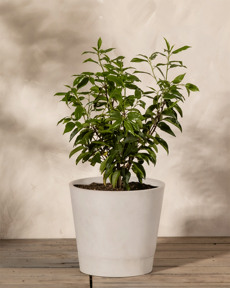 feey-prunus-lusitanica-immergr-ner-strauch-2-3-m-winterhart image 4