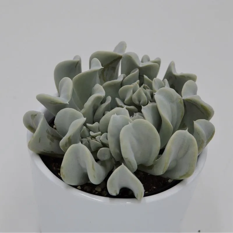 pasiora-echeveria-runyonii-topsy-turvy-sukkulente-9-cm-topf image 1