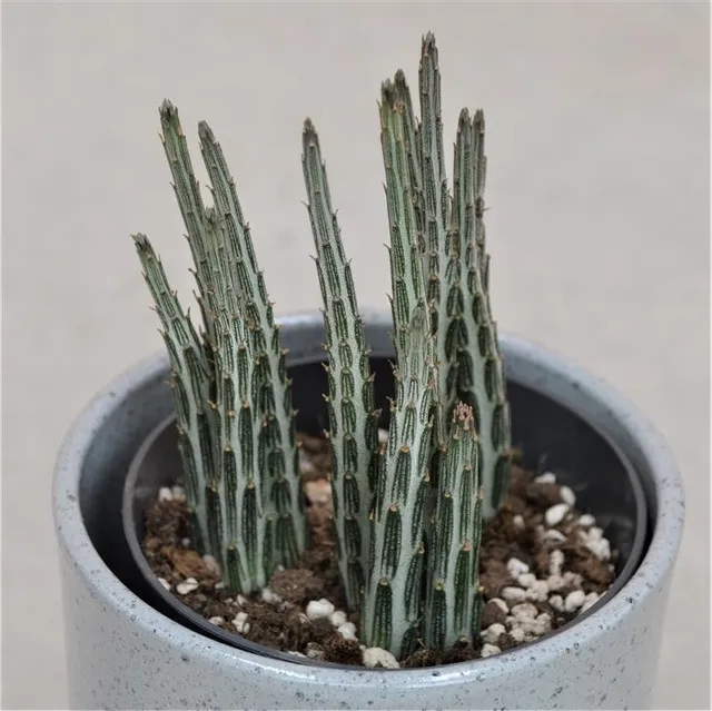 pasiora-senecio-stapeliiformis-sukkulente-10-5-cm image 1